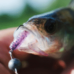 Screenshot 2025 05 18 at 18 53 02 Close up of a fish caught using artificial lure Free Photo Home