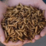 Bulk Large Feeding-Grade Black Soldier Fly Larvae