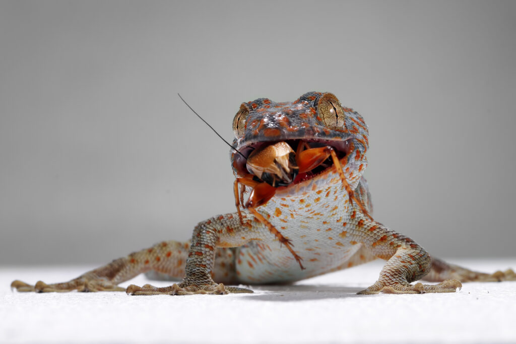 tokek closeup with grey background animal closeup tokek lizard closeup Home