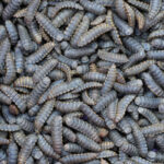 xcfScreenshot 2025 06 03 at 23 18 16211 e1751567196236 Organigrub