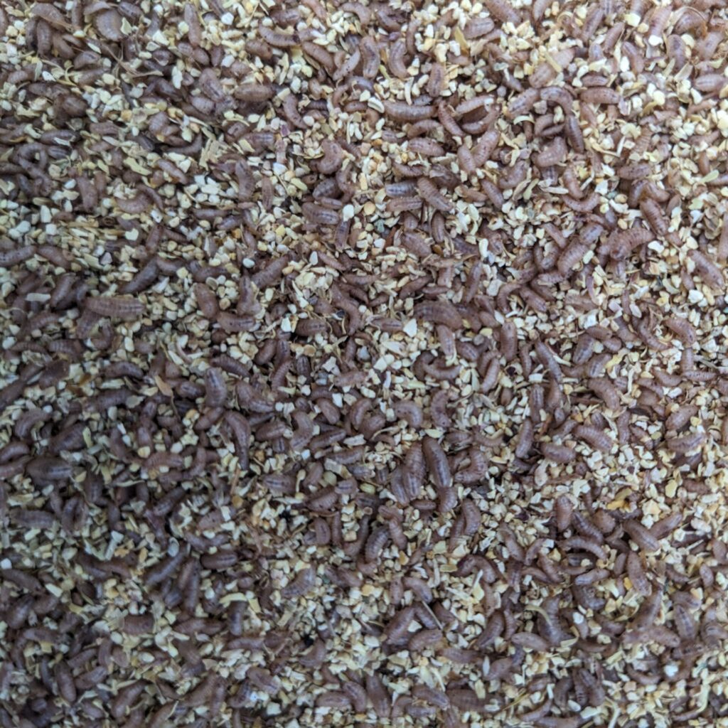 PXL 20250605 192911222 scaled e1751567549992 Organigrub