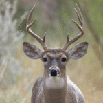 Screenshot 2025-06-11 at 22-59-28 Closeup of a whitetailed deer buck Free Photo