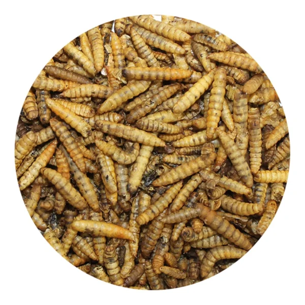 Dried Black Soldier Fly Larvae for Chickens