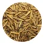 Dried Black Soldier Fly Larvae for Chickens
